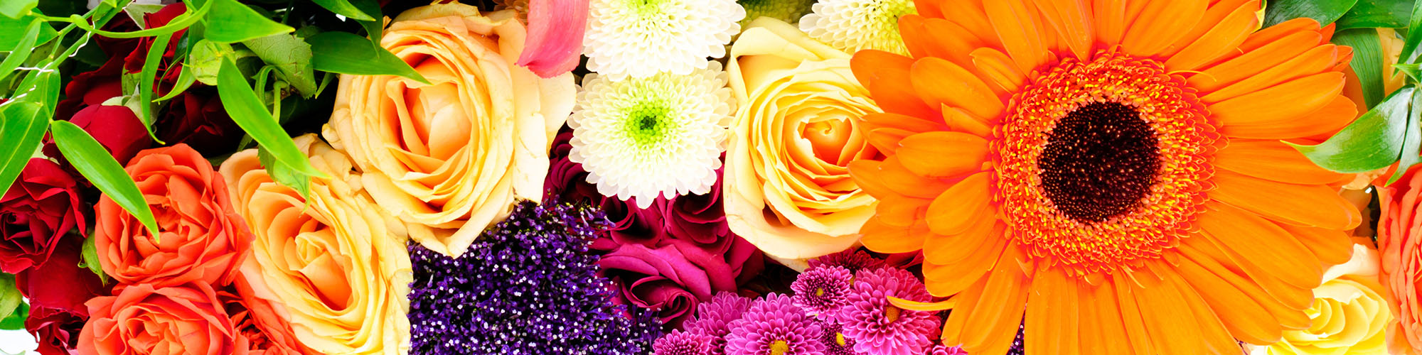 Vivaldi Flowers